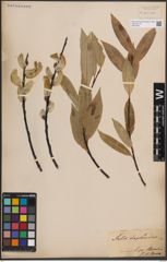 Foto von Salix daphnoides Vill.